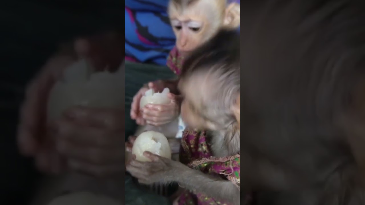 #monkey