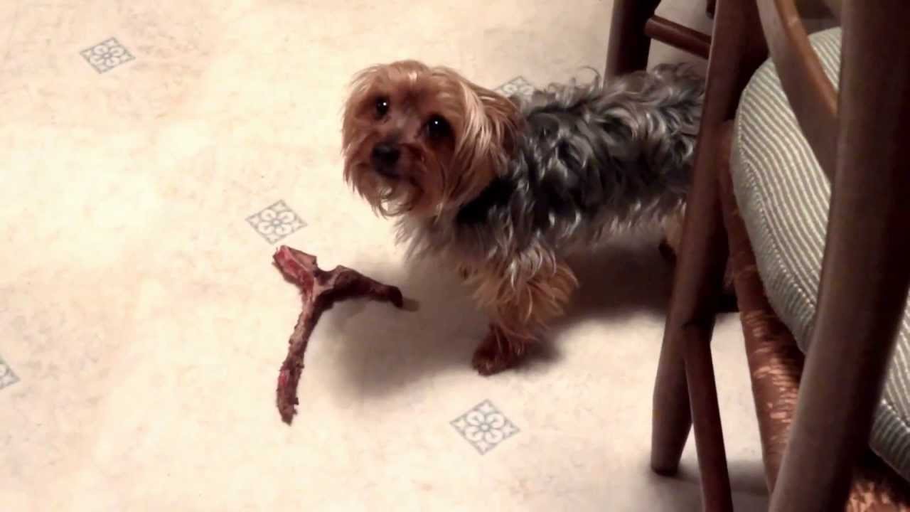 Angry Yorkie Protects Steak Bone