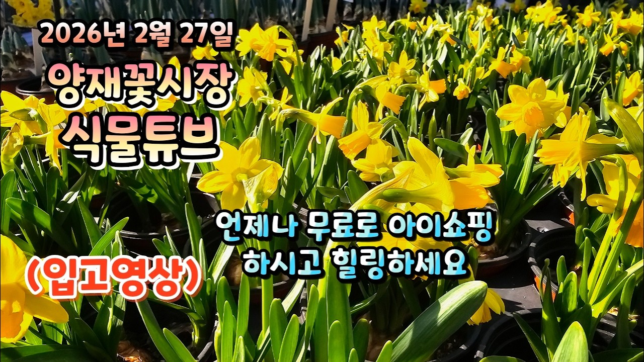 낮에는 완연한 봄 날씨같은 따뜻한 햇살 느끼며 영상 시청 하시고 힐링타임 되세요~~  26년 2월 27일  #양재꽃시장 #식물튜브 #식물아빠 #여광일
