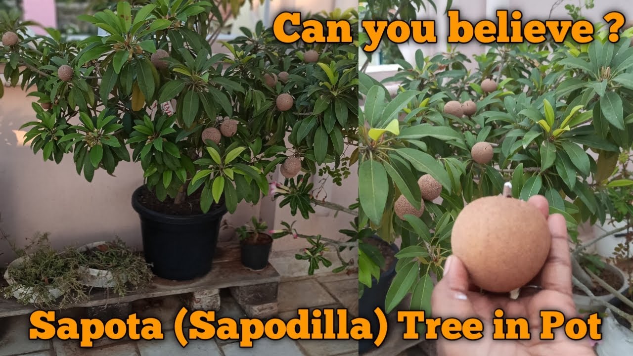 You can't believe how sapodilla tree is grown in container on our terrace garden