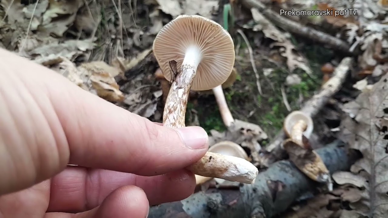 JESTIVA PUZEVICA! Hygrophorus personii
