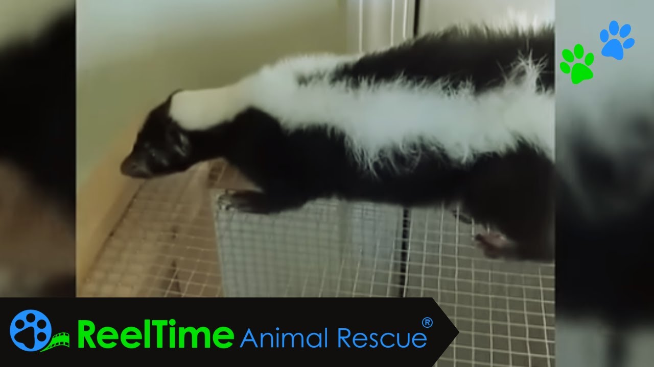 Dehydrated Skunk Kept in a Hamster Cage...a Journey to Recovery | Indiana Skunk Rescue