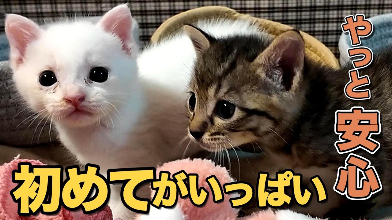 心配の日々のあとに…ついに日常へ、離乳食スタート＆トイレ練習【保護猫日記】