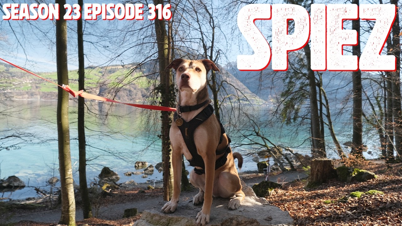 Getting to Know Spiez & Our Housesit Dog, Cappy