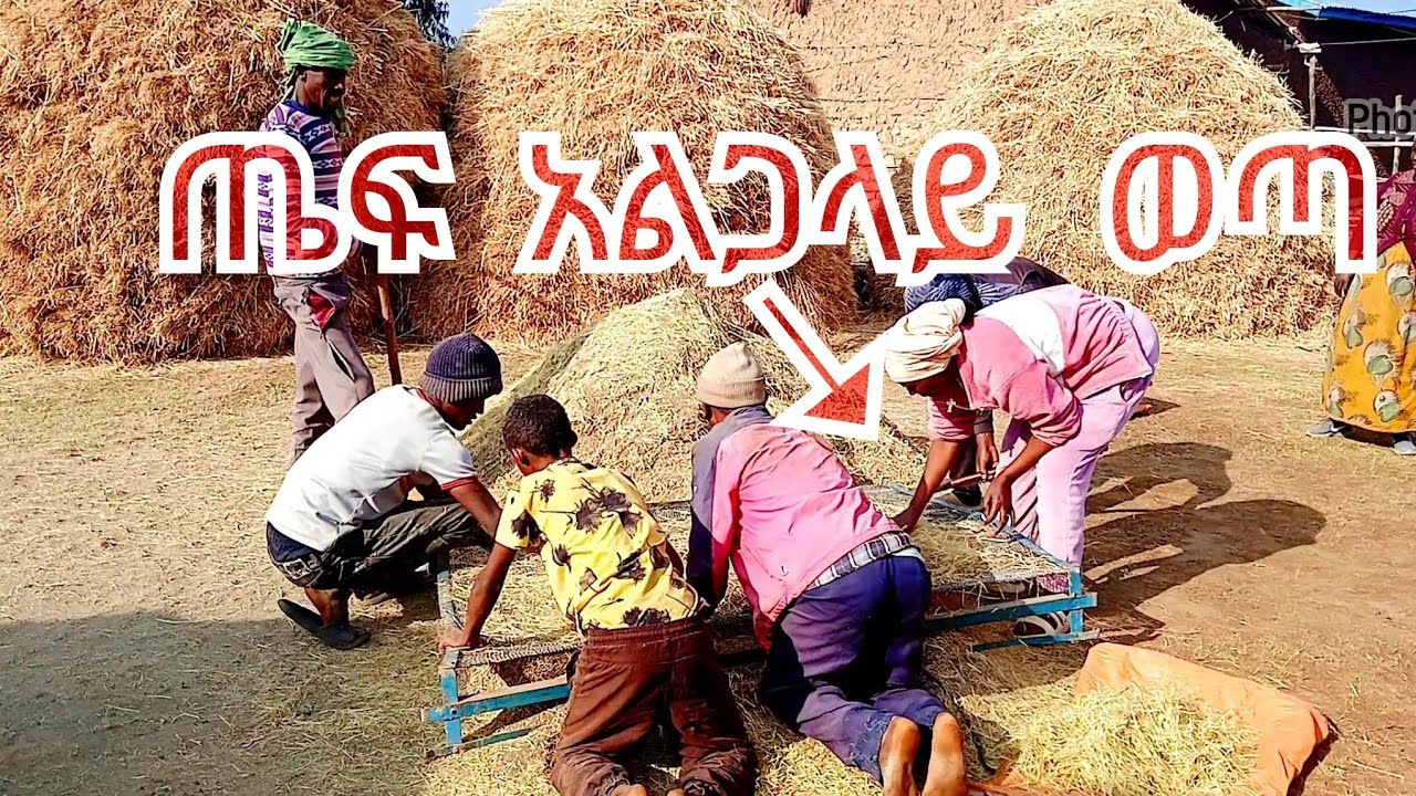 Ethiopia ጤፍ አልጋላይ ወጣ