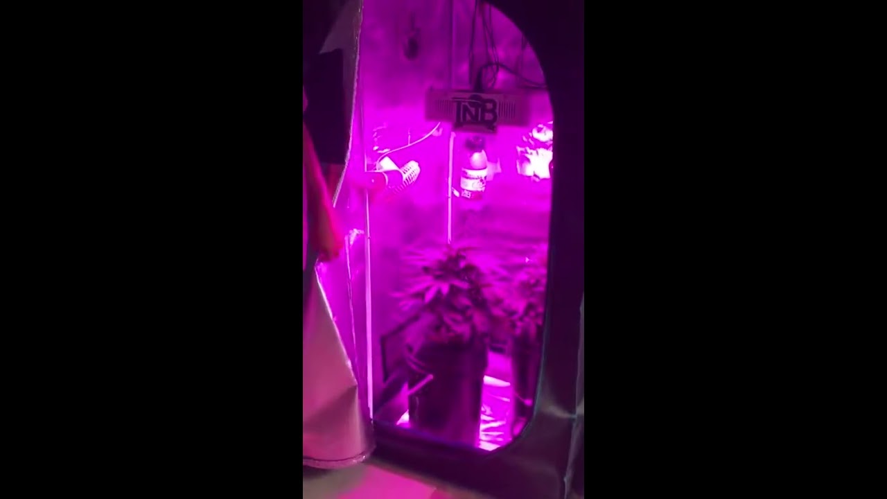 Cannabis Cultivate For The Love Of Pot -  Day 26 - Afgooey from StrainHunters #tnb #tnbnaturals