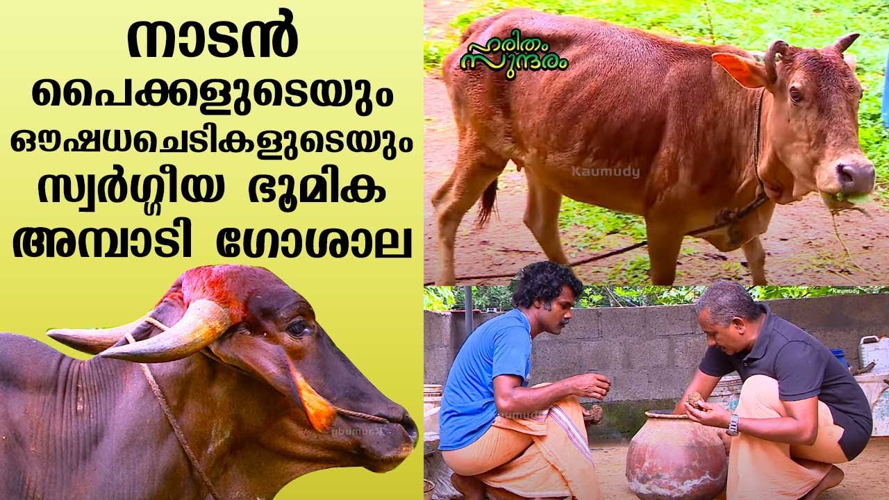 Ambadi Goshala,the heavenly abode of indigenous calves and medicinal plants |HarithamSundaram EP333