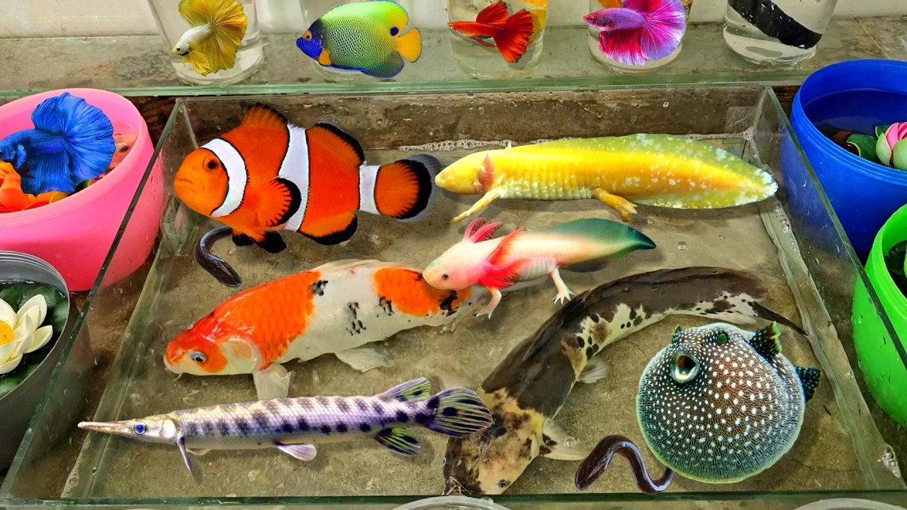 Video bắt cá cảnh, cá Axolotl, cá chuột, cá thần tiên, cá chép koi, cá nóc