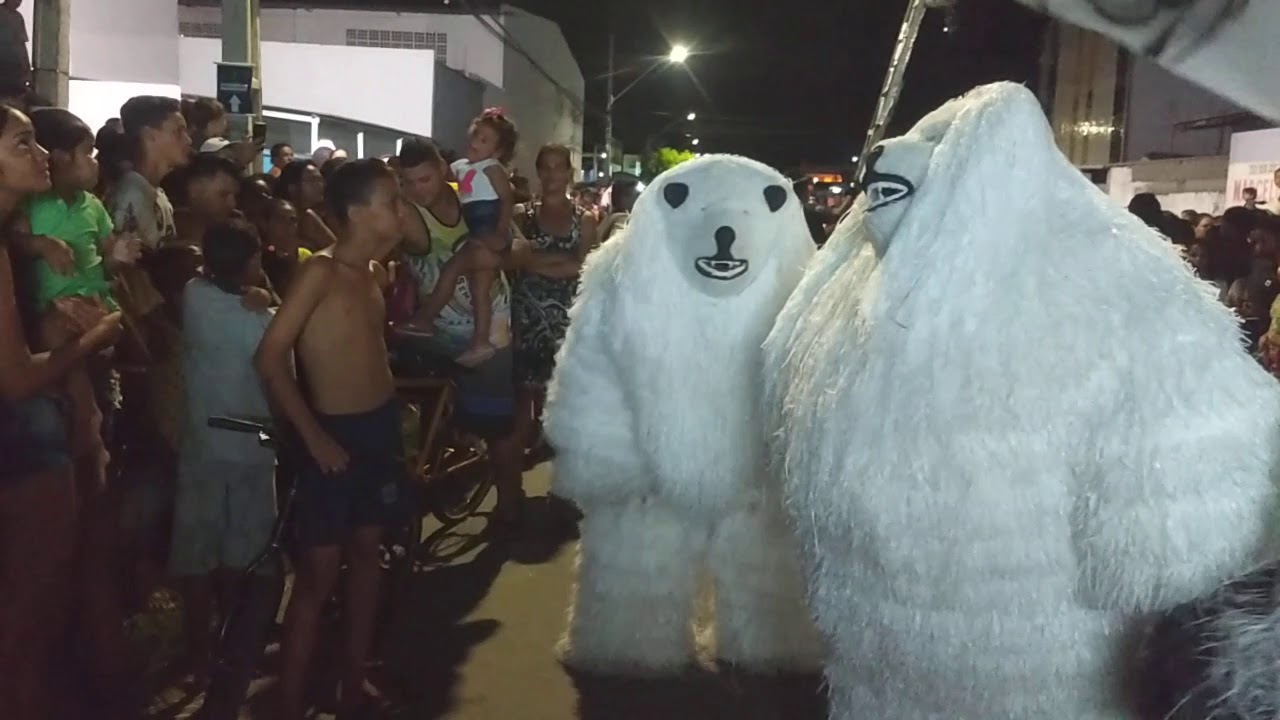 Urso Gavião no Jardim Veneza - 2020