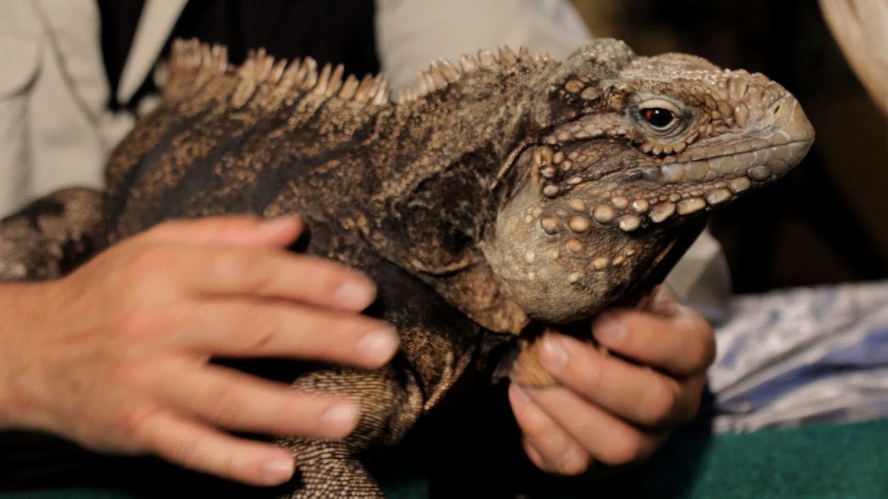 7 Care Tips for Green Iguanas | Pet Reptiles