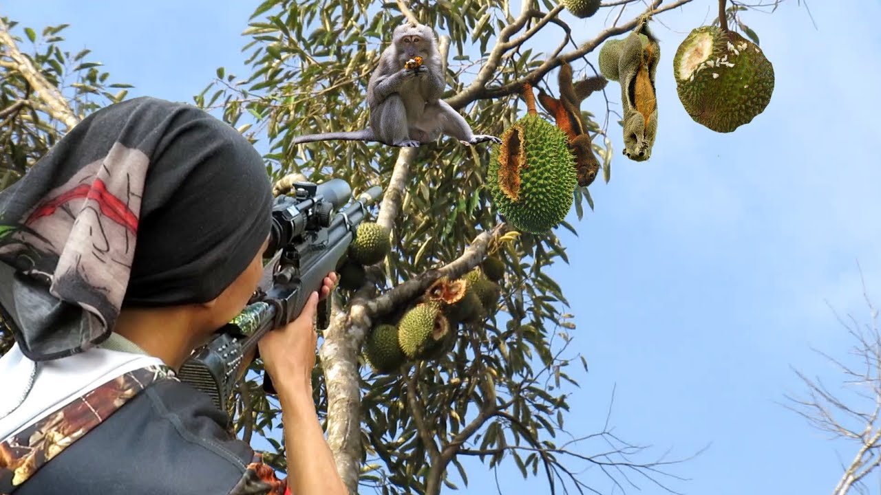 ⚠️ “Hama Durian Mengganas! Kalau Dibiarkan, 1 Kebun Bisa Habis!”