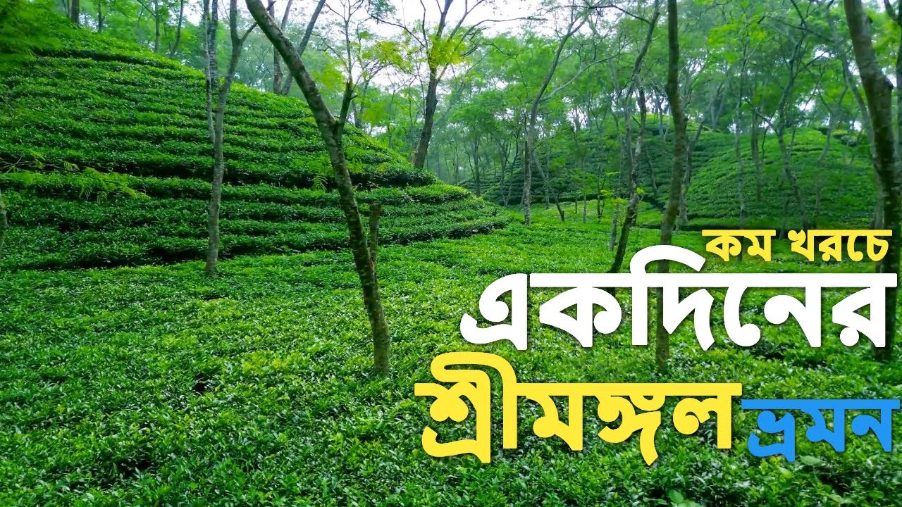 নতুন বছরে শ্রীমঙ্গল ভ্রমণ ২০২৫ এক ভিডিওতে সবকিছু 🇧🇩 | Sreemangal Complete Tour Guide 2025