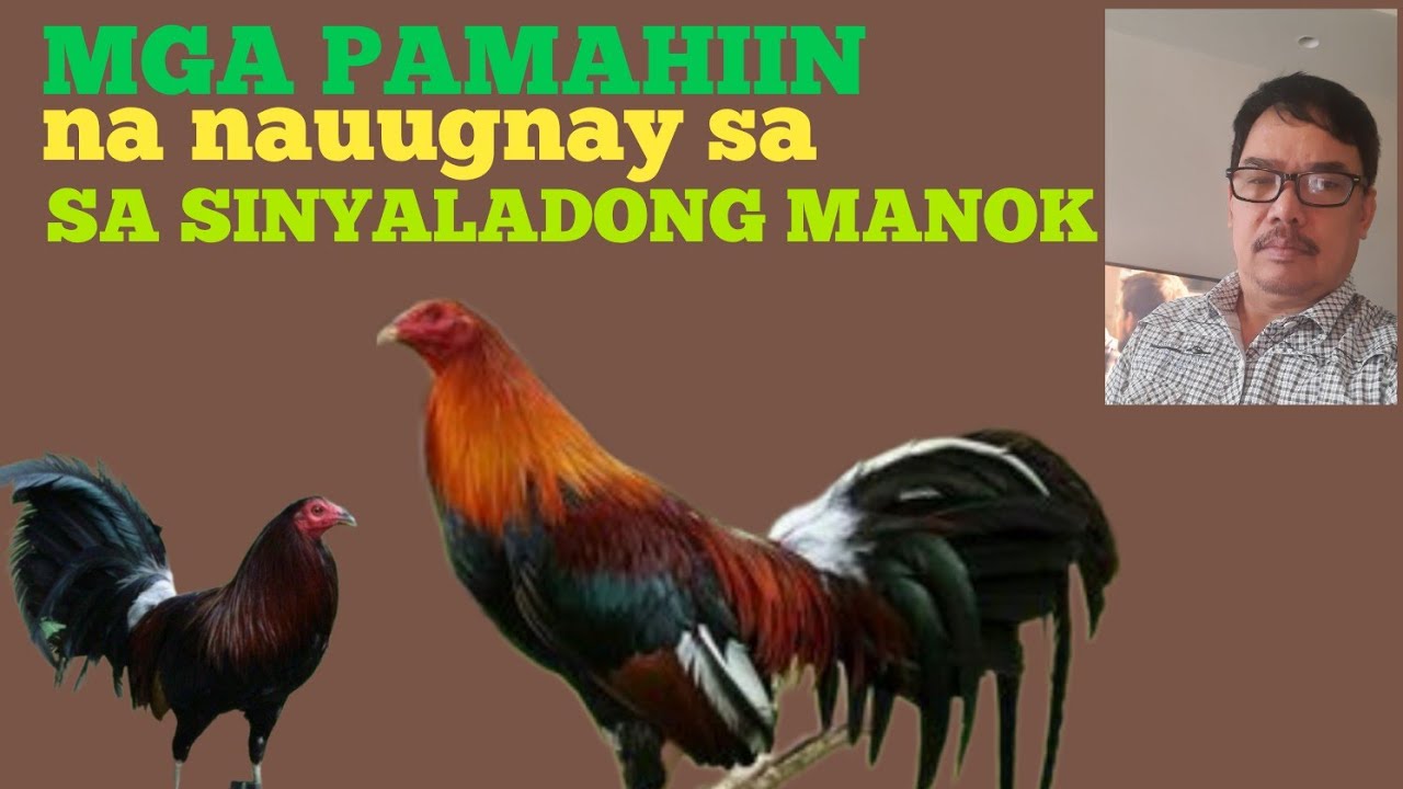 MGA PAMAHIIN NA NAUUGNAY SA SINYALAYONG MANOK