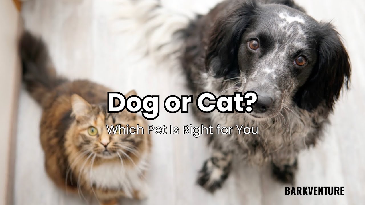 Dog or Cat? Which Pet Is Right for You