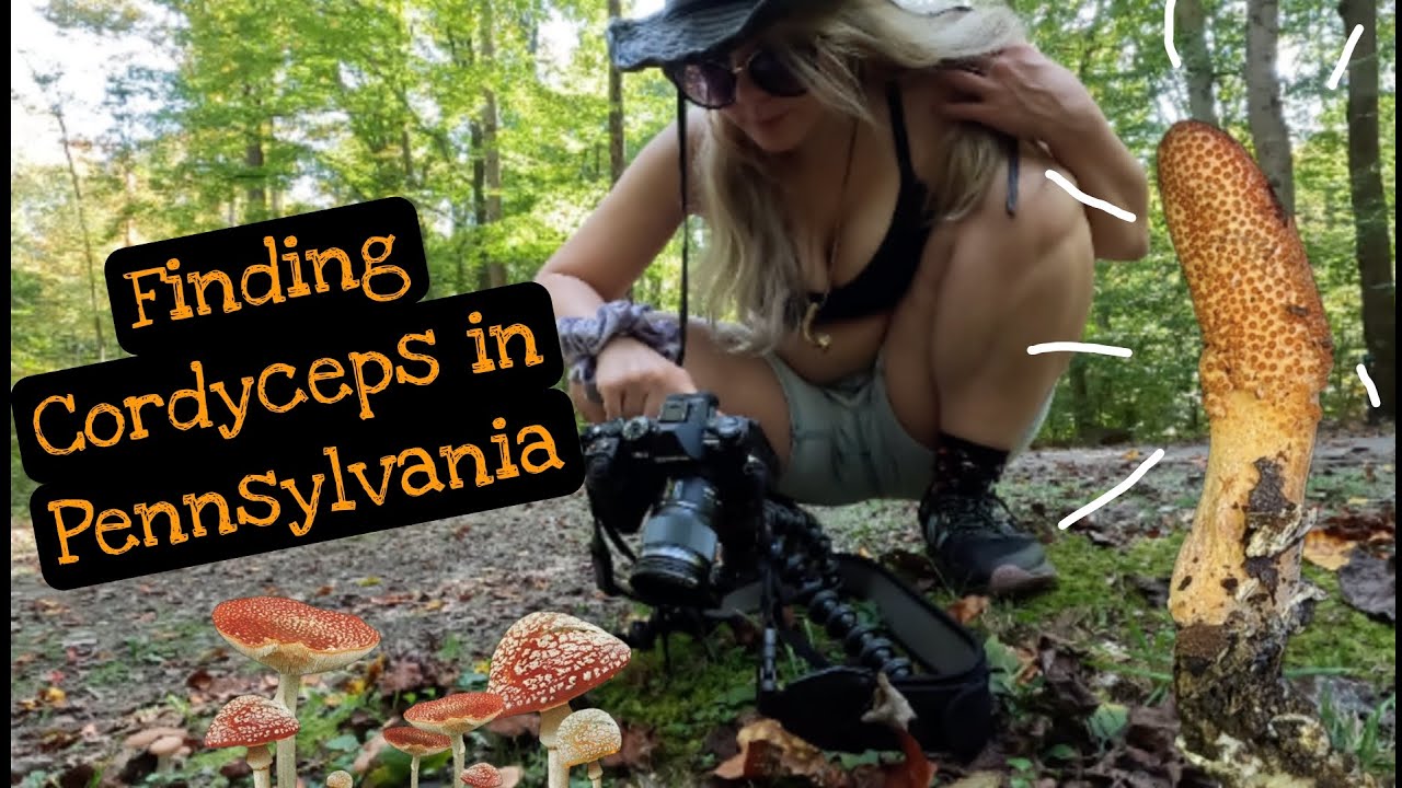 Finding Cordyceps in Pennsylvania | Mushroom hunting vanlife travel