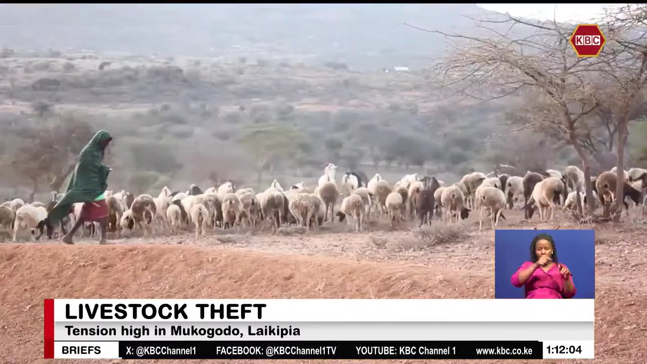 1,200 goats and 200 cows were stolen in Mukogodo forest, Laikipia North