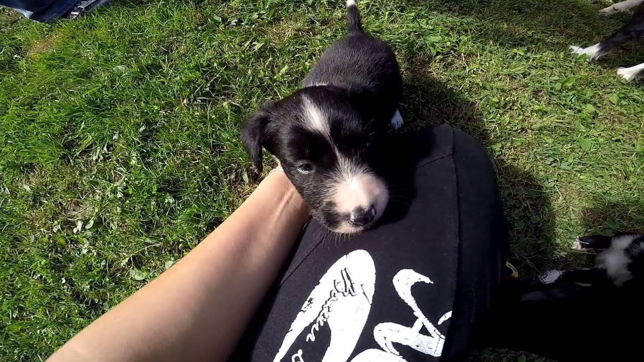Jpot Border Collies: Lil x Ben - GoPro Hero 4