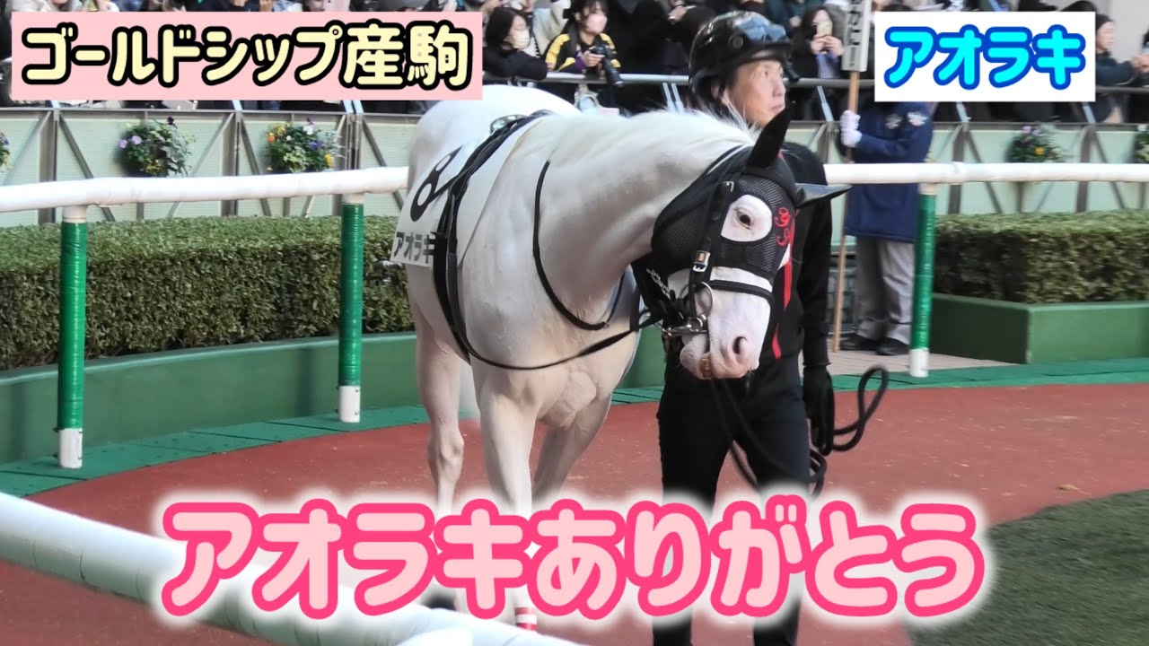 【追悼】最後までファンサをかかさない愛くるしいアオラキ【ゴールドシップ産駒】