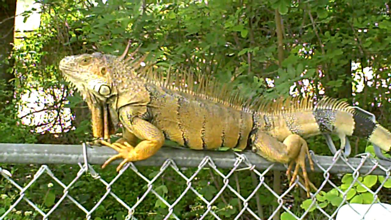 wild iguana on my fence (again) this time bigger and better!