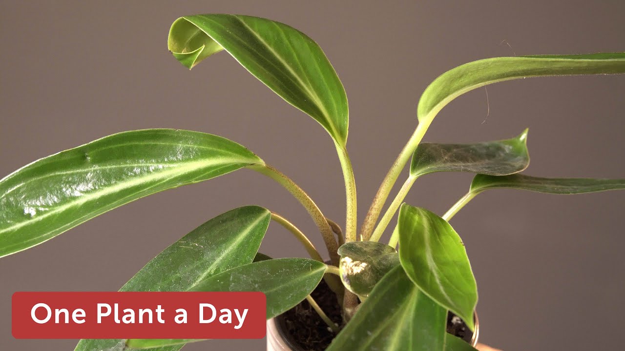 Peperomia elongata Houseplant Care — 292 of 365