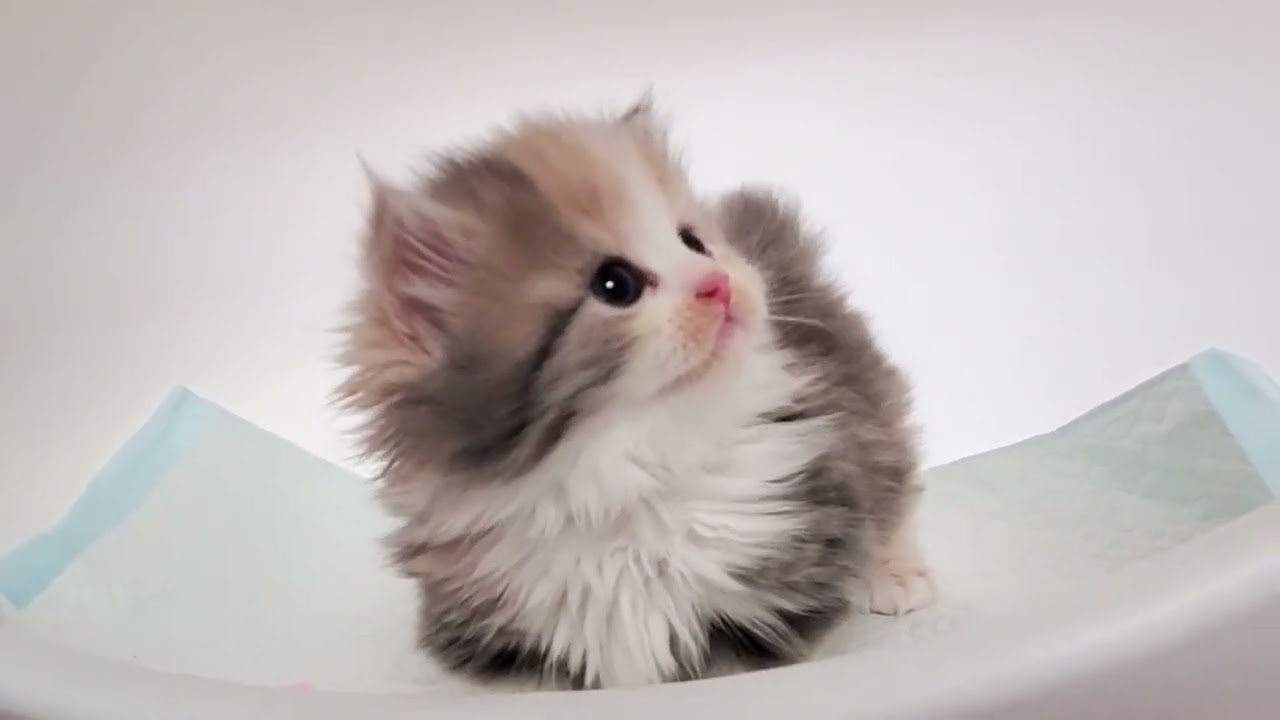4月23日うまれのミヌエット(短足）