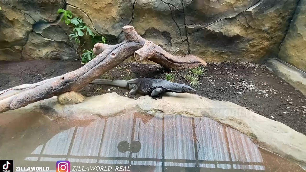 GREBEK MINI ZOO PALING CAKEP SEJOGJA!?