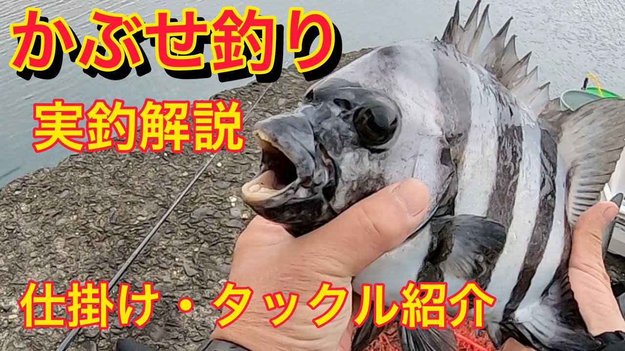 漁港・堤防からイシダイを釣る時の仕掛け紹介【かぶせ釣り】