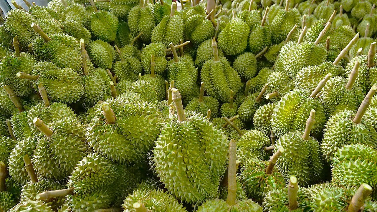 Harvest Durian Fruit on a Farm with 3000 Durian Trees - Thai Street Food