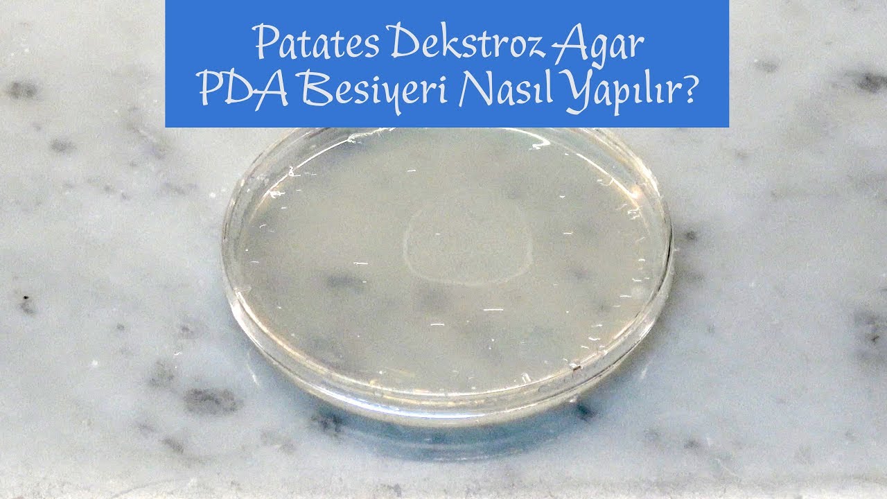 Patates Dekstroz Agar PDA Besiyeri Nasıl Yapılır? Misel üretimi 1【4K】