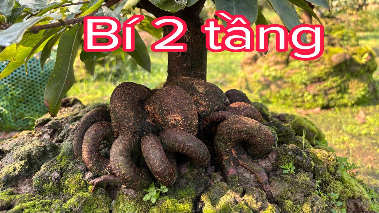 Chia sẻ mẫu cây bí 2 tầng ( Zalo) 0983946649 ngày 17/1/2026