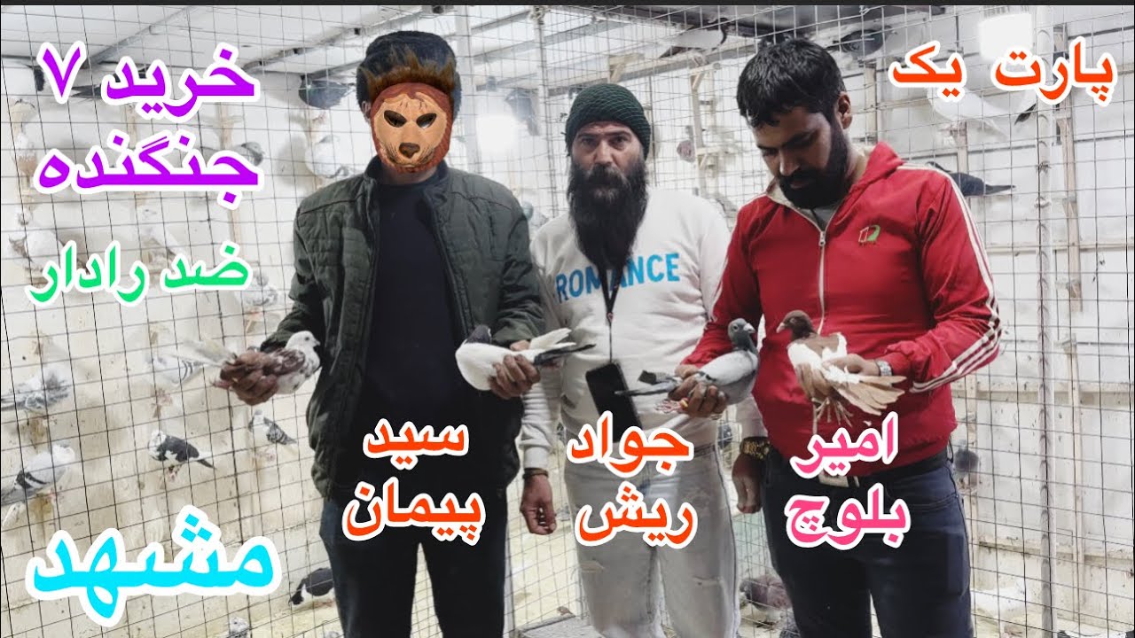 (قسمت۱۴۰)رفتن سله با عشق بازبلوچ از سیستان بلوچستان در مشهد خرید ۷ کبوترآلمانی جنگنده/کبوتران مسافتی