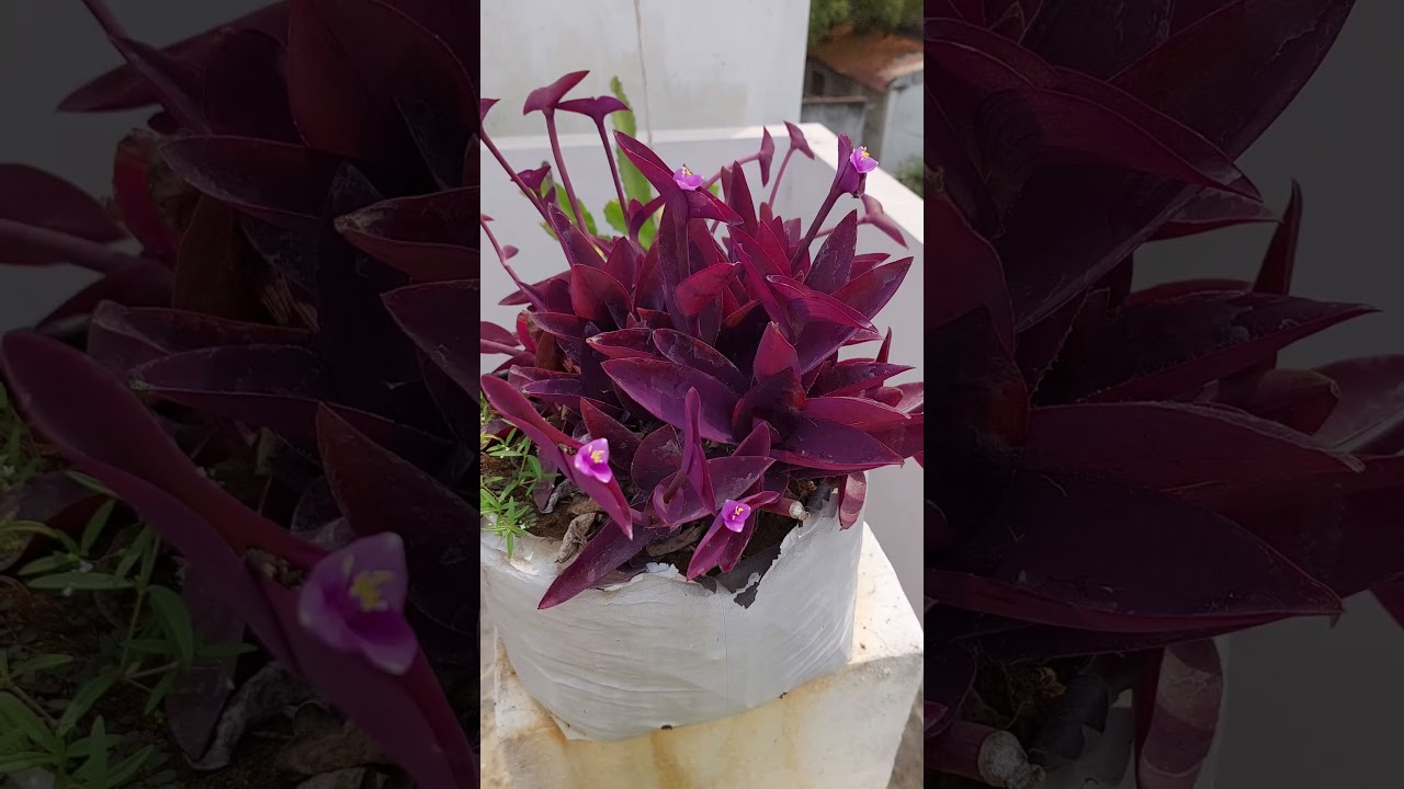 purple heart plant #pruning #beautiful #purple #heart #plant #terracegarden #shorts