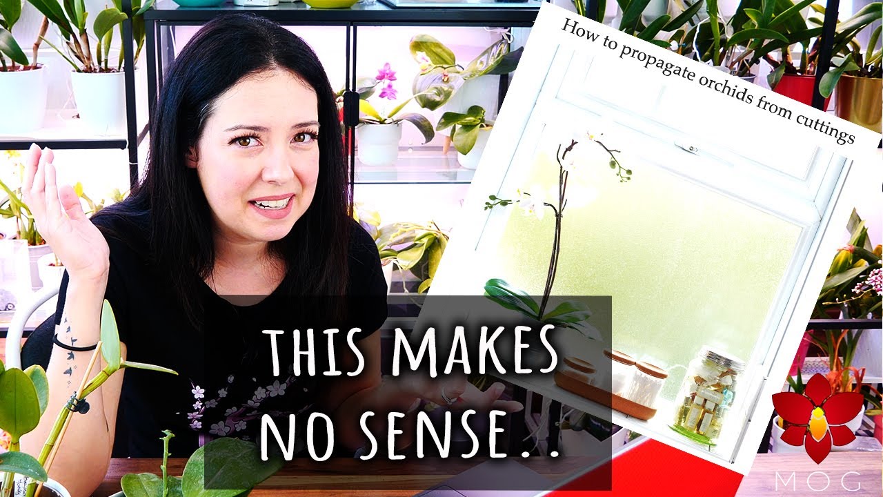 How to propagate Orchids from cuttings - Orchid Grower Reacts