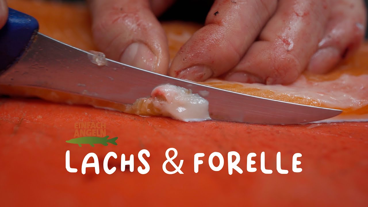 Lachs & Forelle | Filetieren XXL | Fisch und Grips