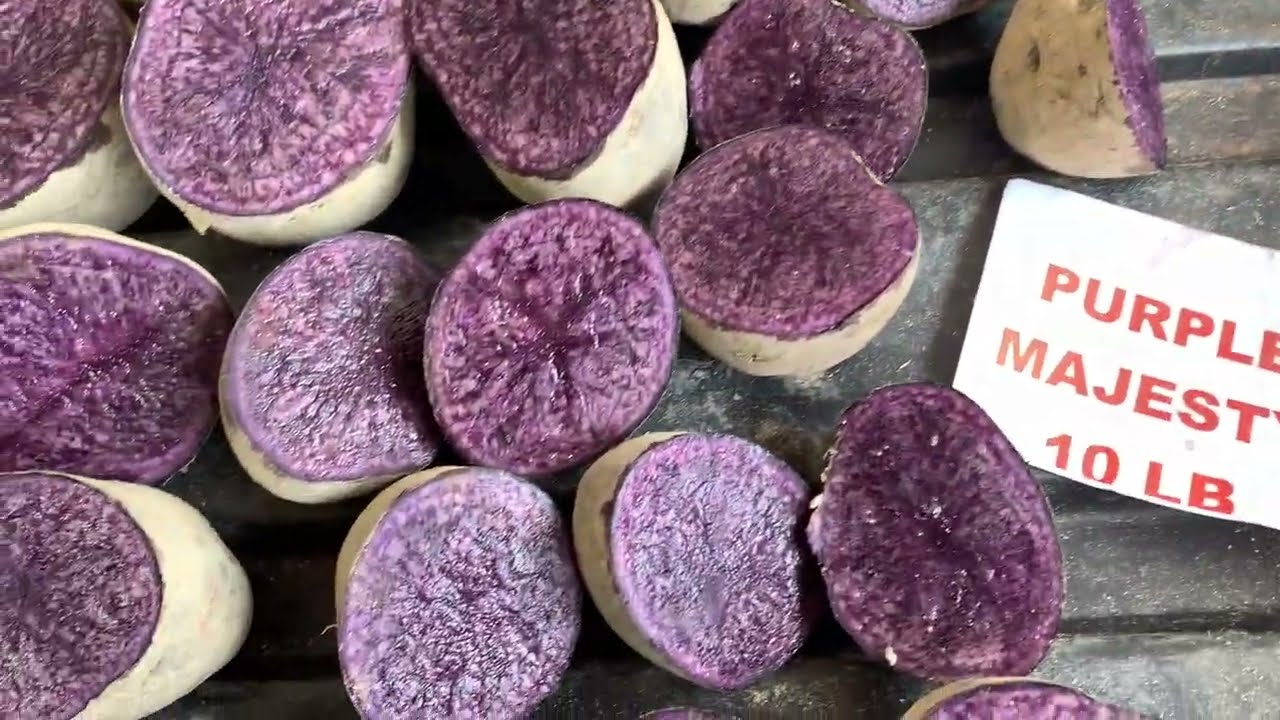 Purple potato planting time