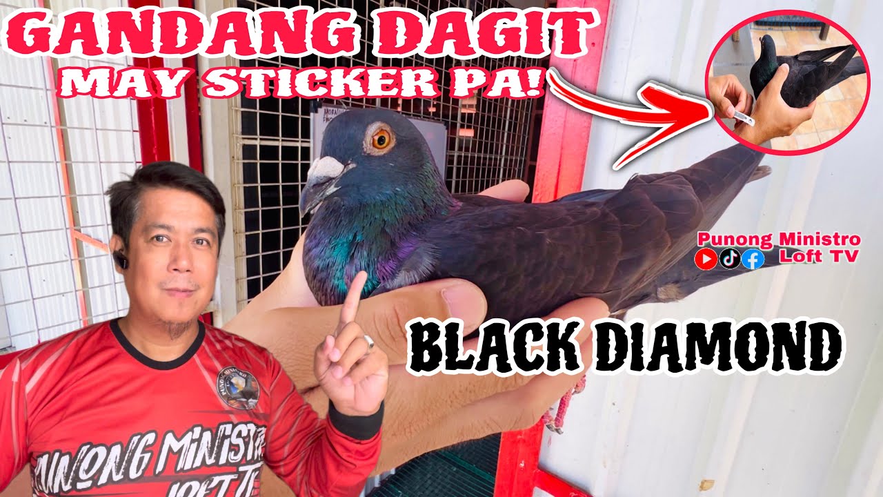 EP695 - GANDANG DAGIT, BLACK DIAMOND OR AFRICAN BLACK EAGLE?