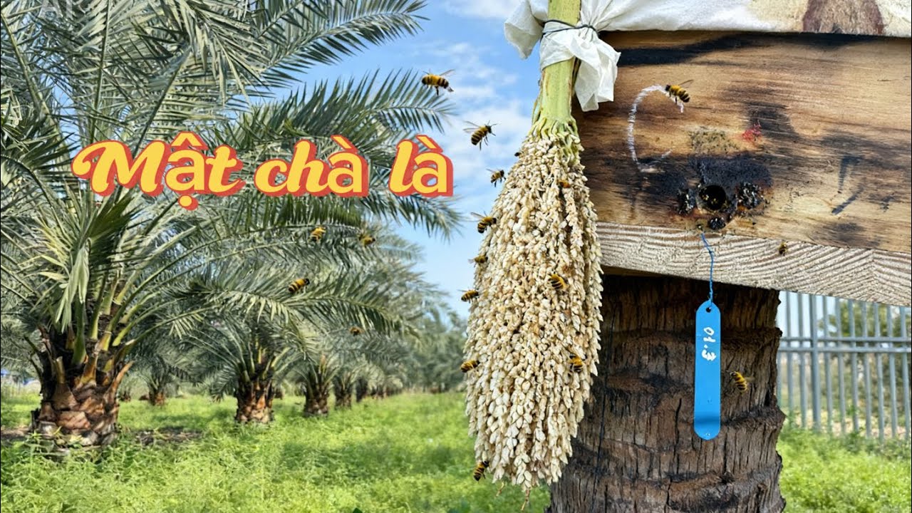 NUÔI ONG DÚ LẤY MẬT HOA CHÀ LÀ | 0919.961.477