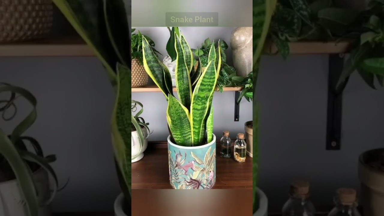 Top 5 Highest Oxygen Producing Indoor Plants