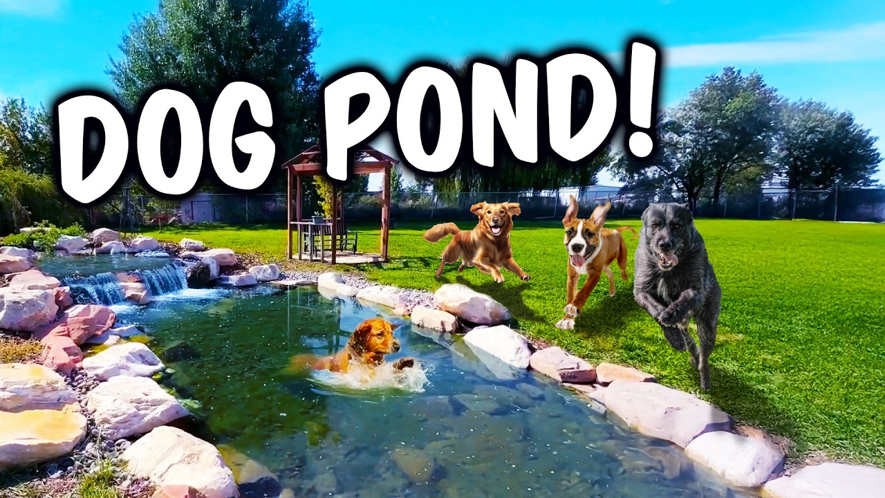 Great Dog Swim Pond