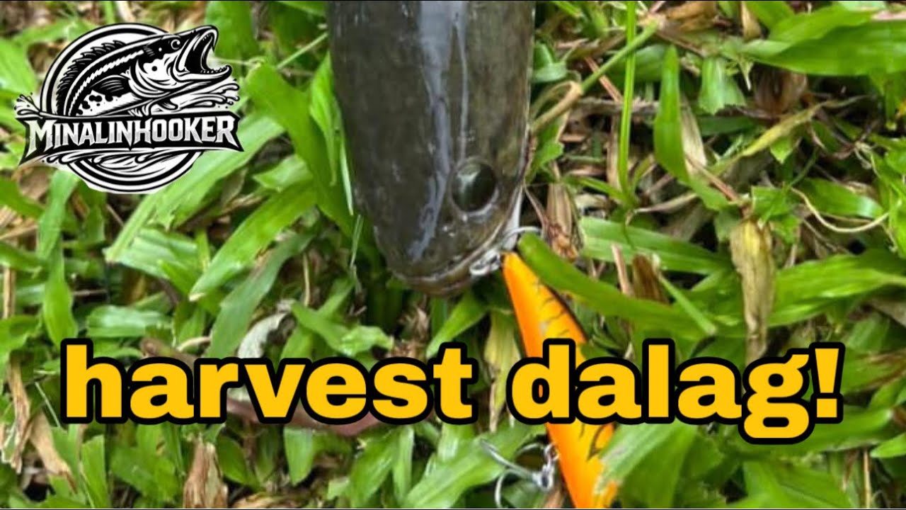 Fishing at Lola Corazon Leisure Farm | Ang daming dalag dito!