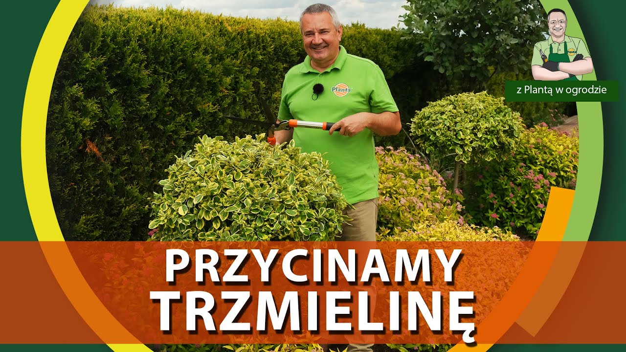 Jak przycinać trzmielinę - Z PLANTĄ W OGRODZIE