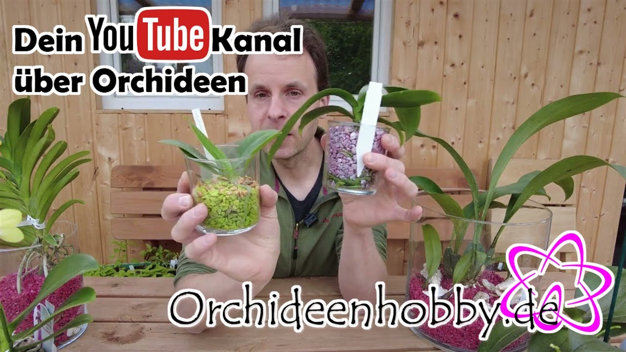 Warum die richtige Topfgröße für Orchideen entscheidend ist