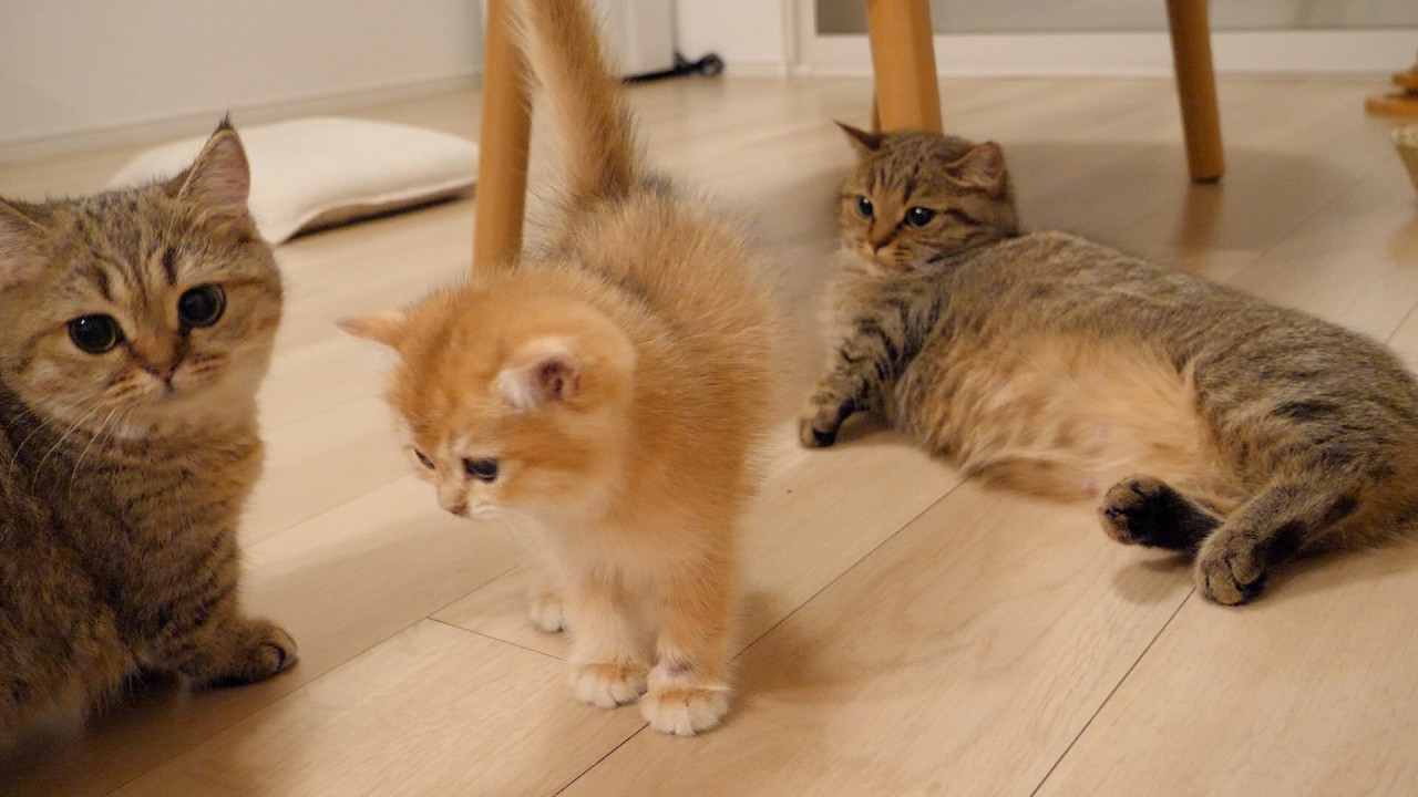 Kitten Poco is too scared of Lili the cat to approach easily...