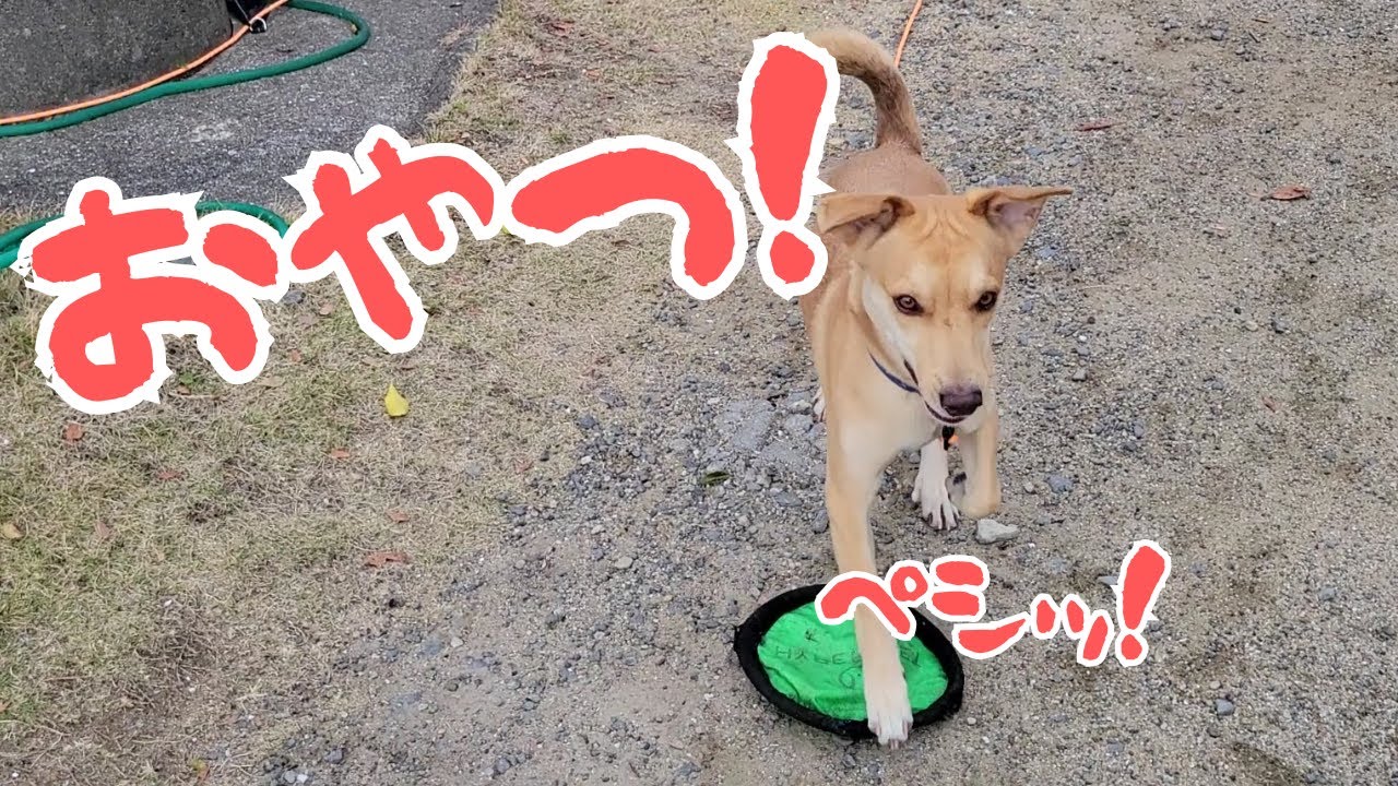 フリスピーなのか、おやつなのか・・・