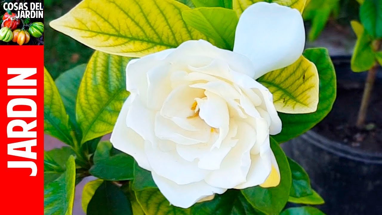 TOP 10 Preguntas sobre gardenias y Jazmines. Hojas amarillas!! soluciones!!