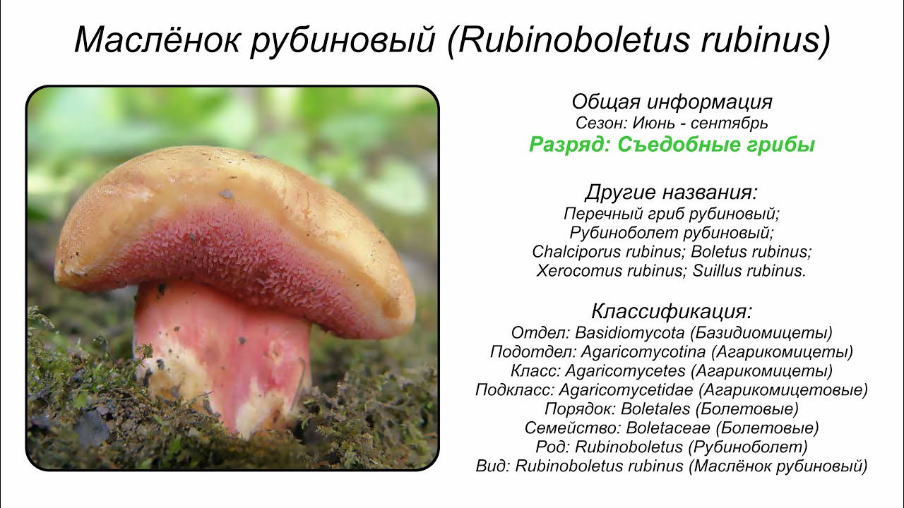 Маслёнок рубиновый (Rubinoboletus rubinus) short #shorts