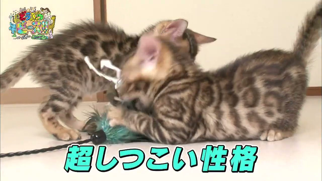 【ベンガル】食いしん坊　子育て　寝起き【かわいい猫まとめ動画】