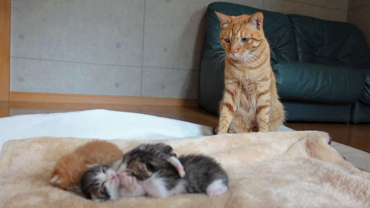 【生後11日】眠っている赤ちゃん猫を我が子のように見守る先住猫
