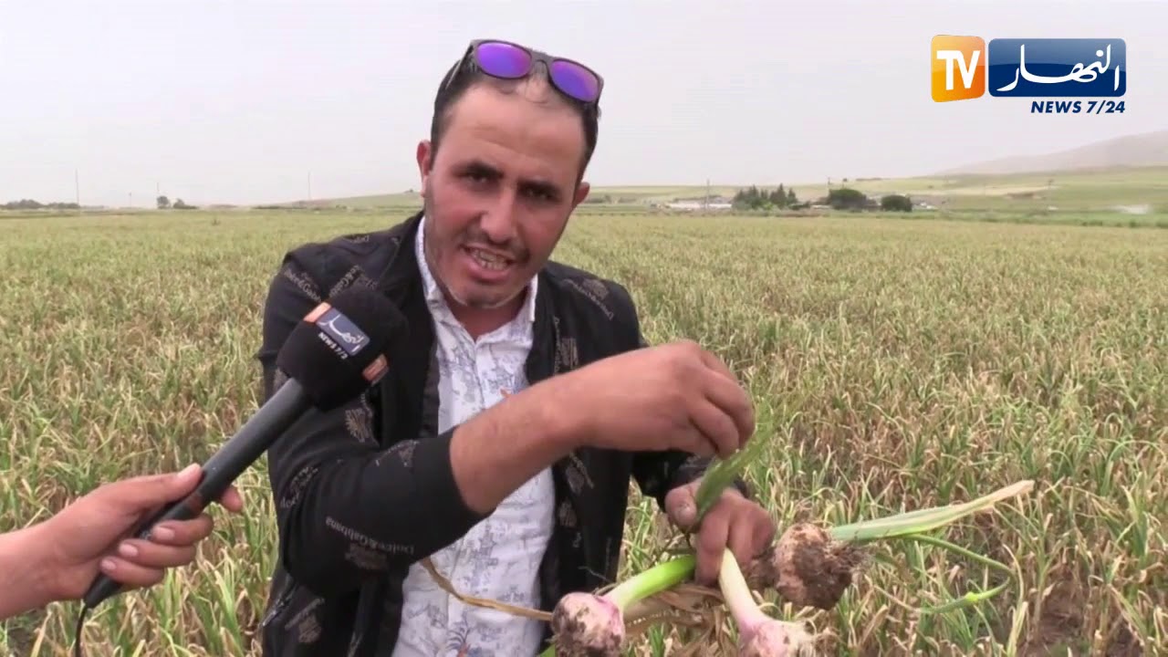 أم البواقي: فلاحون يرفعون التحدي باولاد حملة ويطالبون برفع التجميد عن بطاقة الفلاح