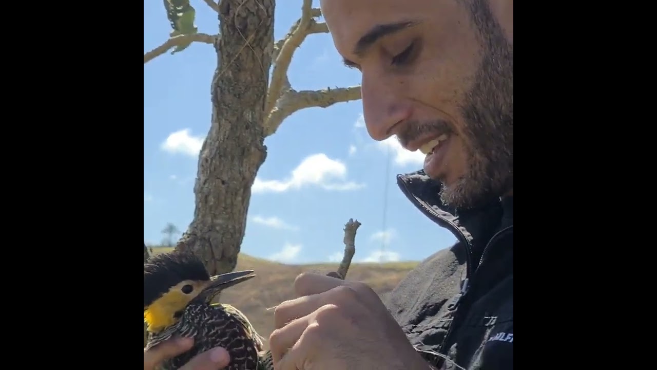 Libertando o Pica-Pau preso. Por Dj Poty.